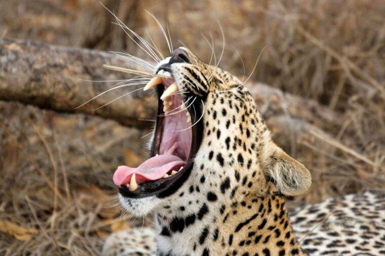 ella-drop-to-mirissa-galle-hikkaduwa-yala-safari-tour