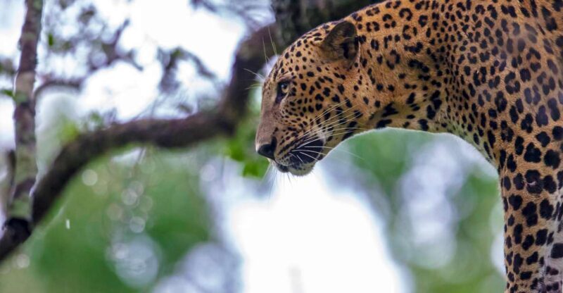 ELLA: Drop to Tangalle/Hiriketiya/Mirissa/Galle & Yala Tour - Key Points