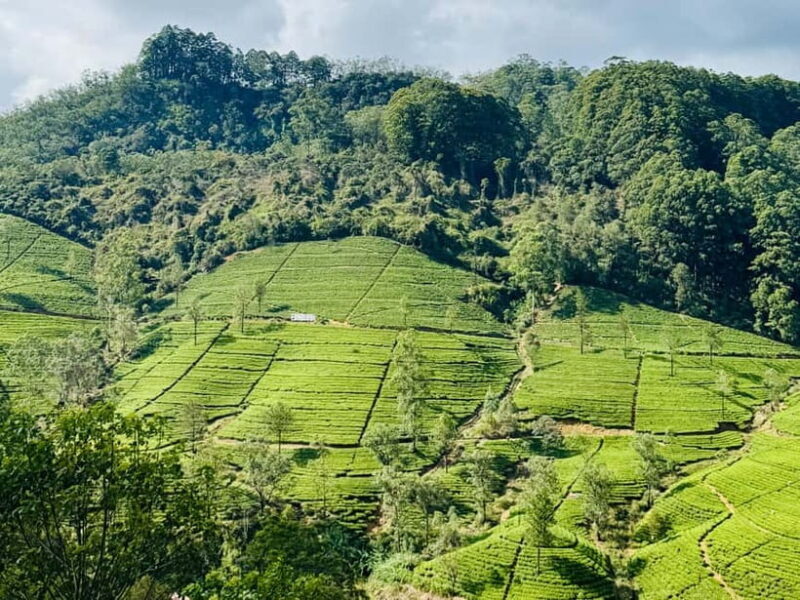 Ella Full-Day Tour from Mirissa/Ahangama/Hikkaduwa/Bentota - Key Points