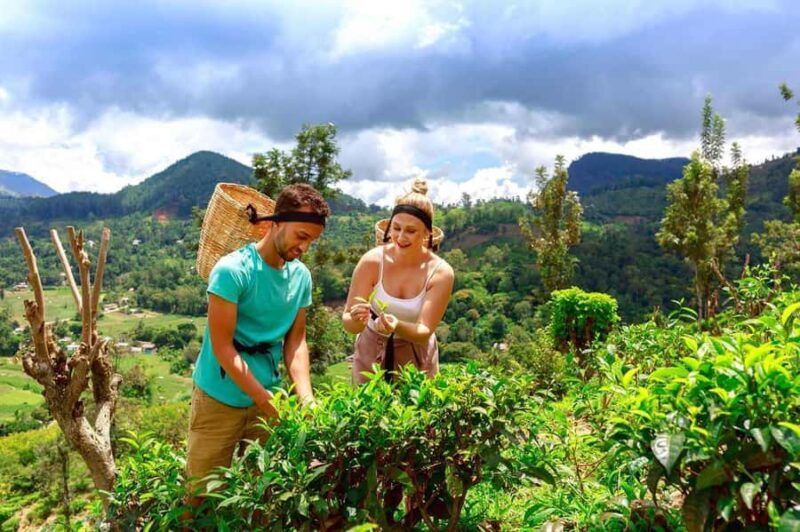 Ella: Halpe Tea Factory Tour with Tuk-Tuk Scenic Drive - Key Points