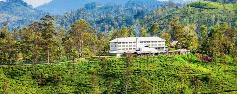 Ella: Halpe Tea Factory Tour with Tuk-Tuk Scenic Drive - Walking Through Tea Plantations