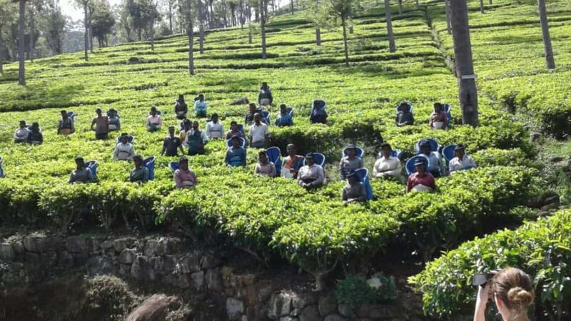 Ella Haputae Tea Plantation Safari By TukTuk & Cooking Class - Key Points