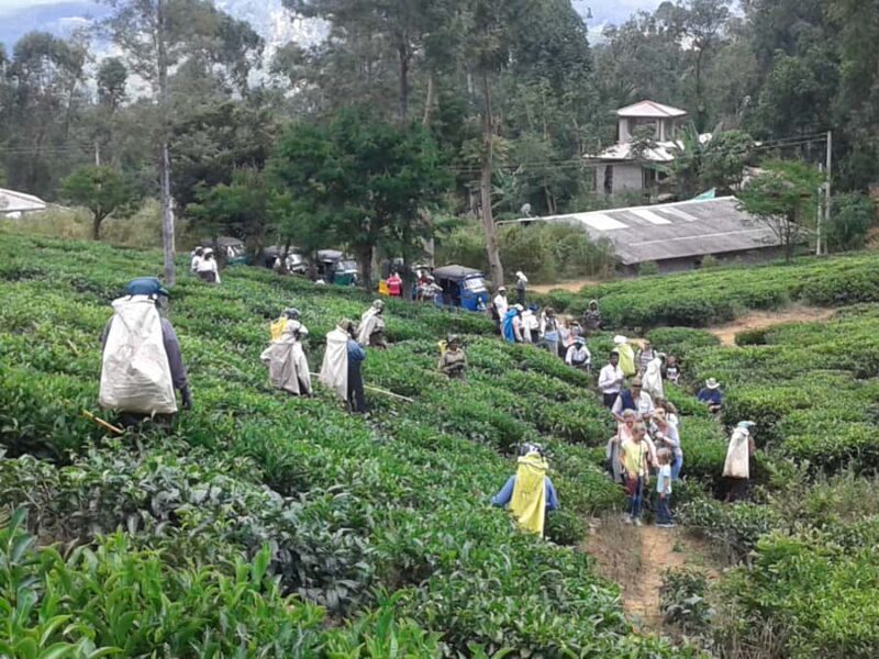 Ella Haputae Tea Plantation Safari By TukTuk & Cooking Class - FAQ