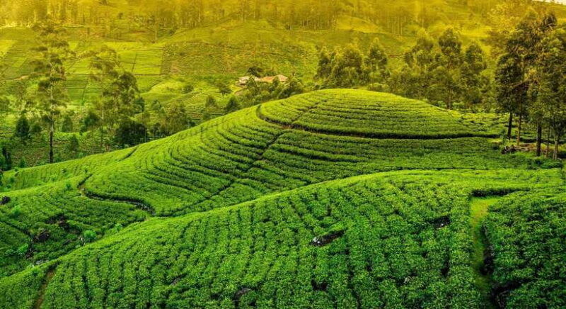ella-highlights-day-tour-with-train-ride-tea-sessions