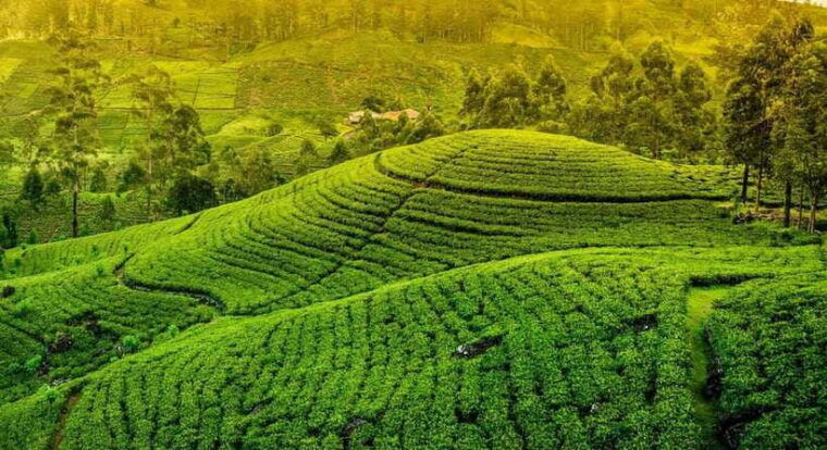ella-highlights-day-tour-with-train-ride-tea-sessions