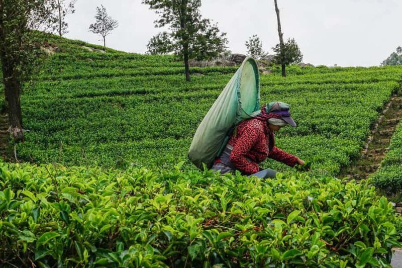 ELLA Lipton Seat Tea Test & Pluck 9Arch, Waterfalls, & Food - An In-Depth Look at the Tour Experience