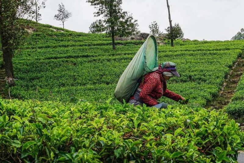 ELLA Lipton Seat Tea Test & Pluck 9Arch, Waterfalls, & Lunch - The Itinerary: What to Expect