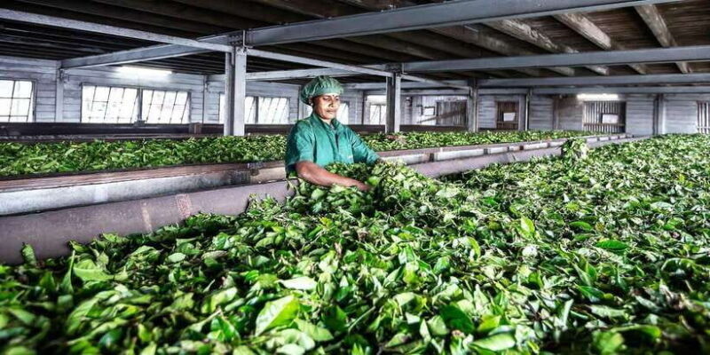 ella-liptons-seat-tour-with-dambetanna-tea-factory-visit