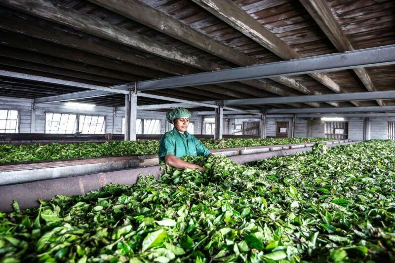 ella-liptons-seat-tour-with-dambetanna-tea-factory-visit