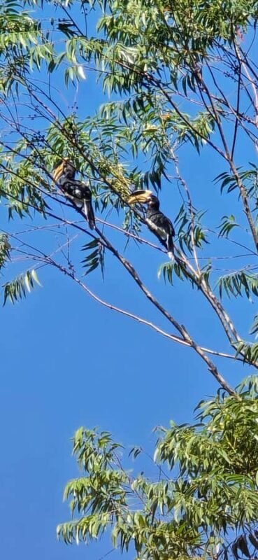 Ella: Nine Arch Bridge, Little Adam's Peak & Waterfalls Tour - FAQ