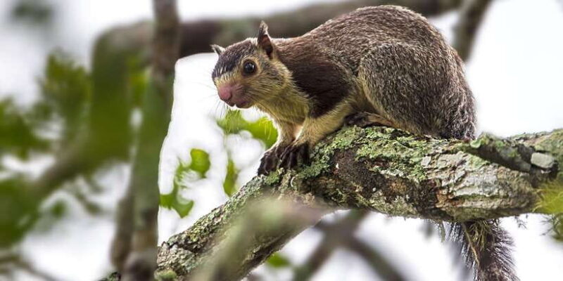 Ella Safari Jeep Tour: Nine Arches, Peaks & Waterfalls - Pricing and Value