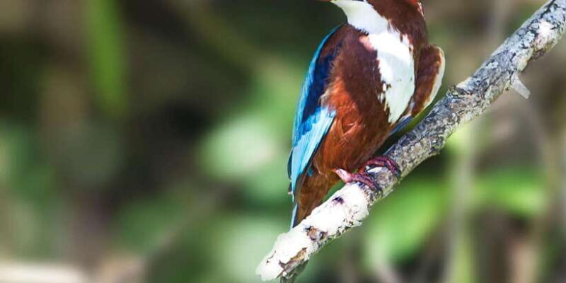 Ella Safari Jeep Tour: Nine Arches, Peaks & Waterfalls - FAQ