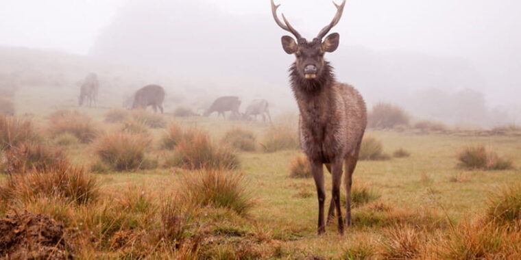 ella-scenic-train-ride-horton-plains-private-tour