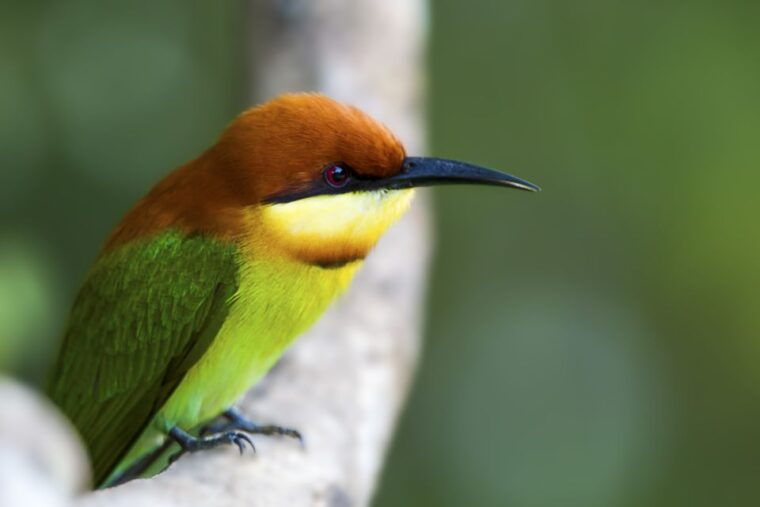 ella-shuttle-to-mirissa-galle-hikkaduwa-udawalawa-safari-2