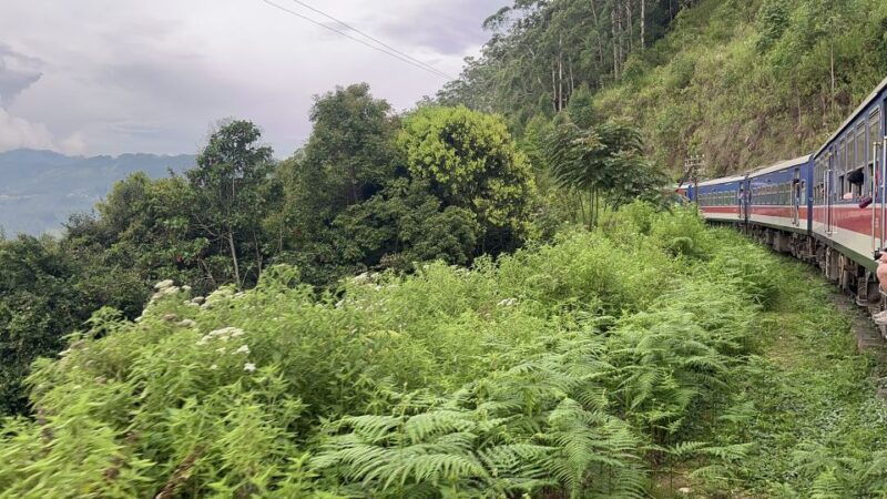ella-tea-factory-train-and-nine-arch-day-tour-with-pickup