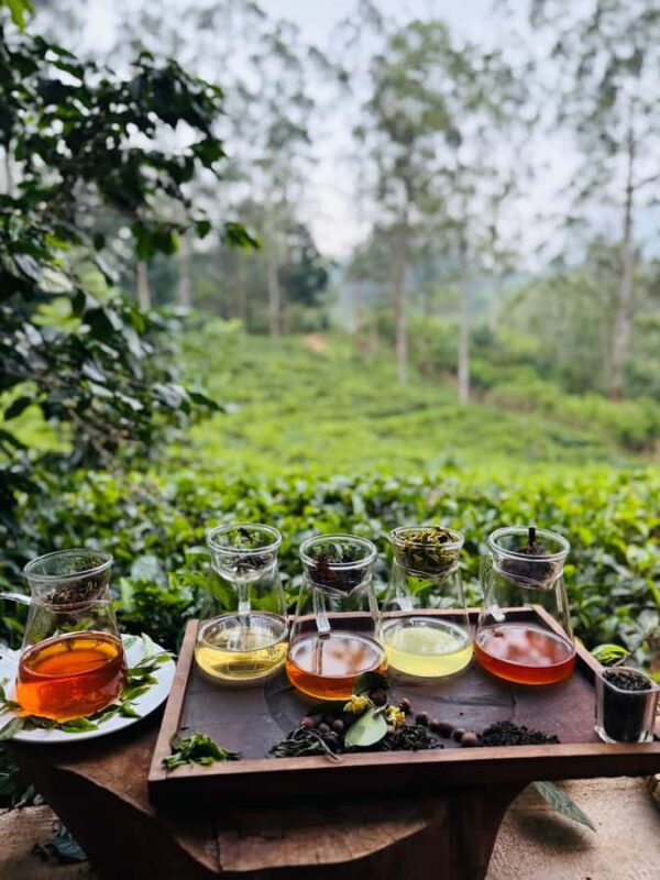 Ella: Tea-Making Experience Tour with Tasting & Snacks - Who Might Want to Consider Other Options?