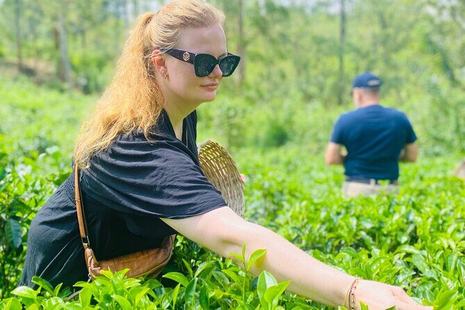 Ella Tea Making Experience Tour With Tasting & Snacks - Exploring the Itinerary and What Youll Experience
