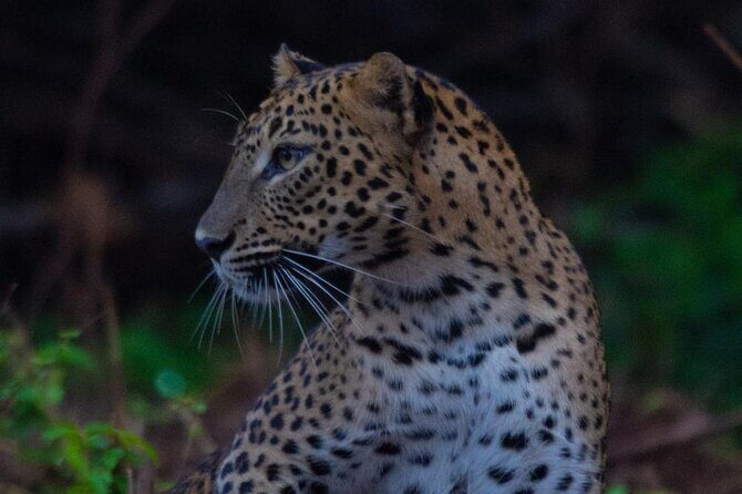 Ella to Galle Shuttle & Yala Safari Drive with Breakfast - The Transfer to the South Coast