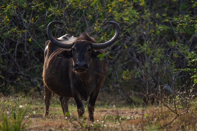 Ella to Galle Shuttle & Yala Safari Drive with Breakfast - The Experience of Guides and Wildlife Sightings