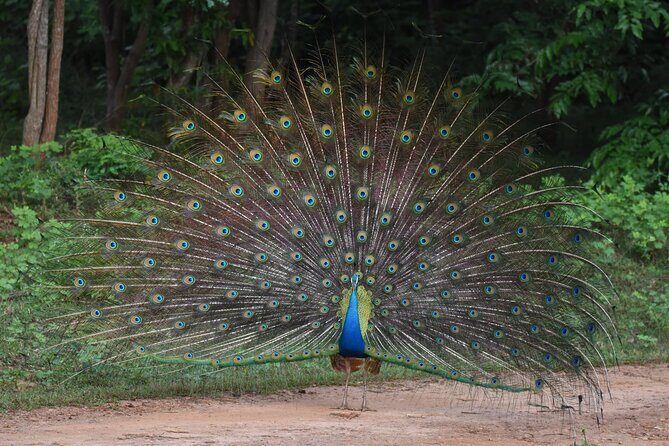 Ella to Galle Shuttle & Yala Safari Drive with Breakfast - Practical Tips for Travelers