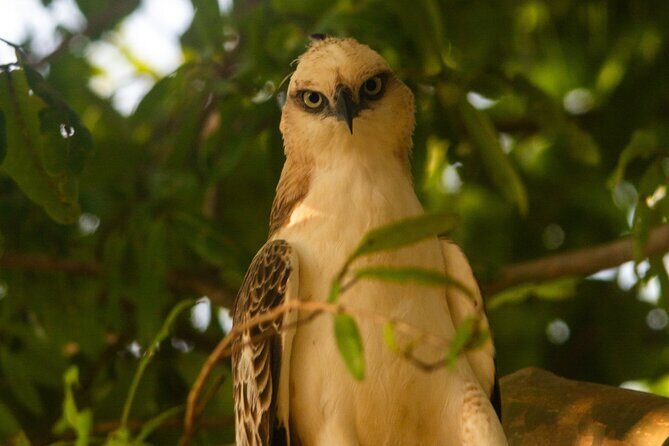 Ella to Galle Shuttle & Yala Safari Drive with Breakfast - FAQs