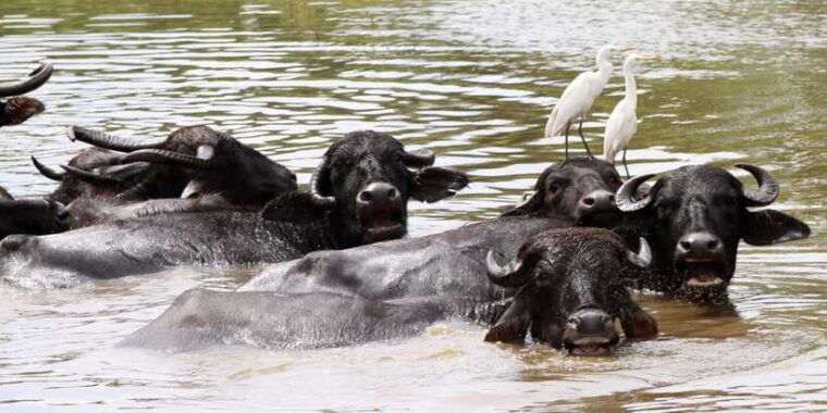 ella-to-mirissa-shuttle-yala-safari