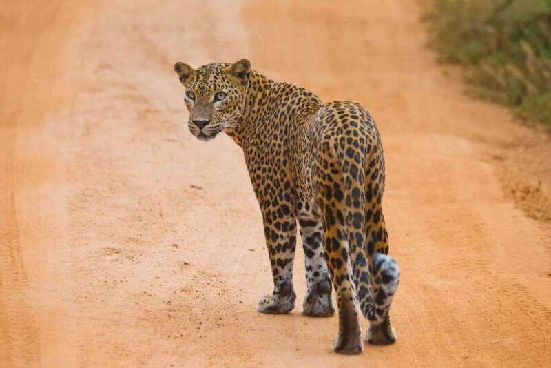 ella-to-tangalle-hiriketiya-shuttle-yala-safari-adventure