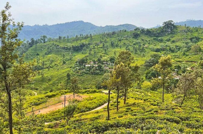 Ella to Udawalawa Wildlife Safari and Drop Down South - Mid-Morning Break & Refreshments