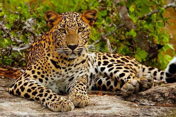 Ella To Yala National Park Private Transport - Real Insights from Travelers