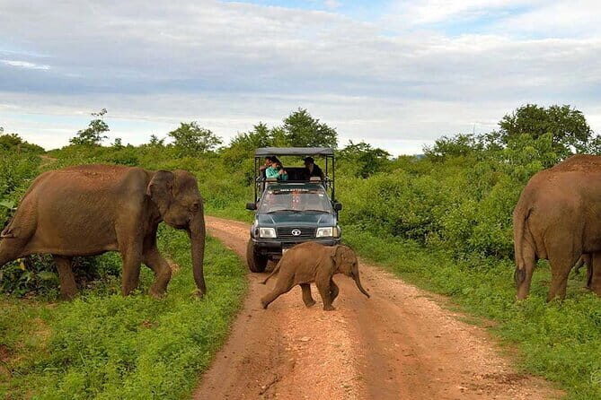 Ella To Yala National Park Private Transport - The Sum Up