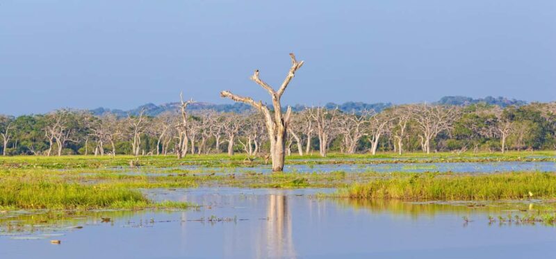 Ella: Transfer to Hikkaduwa & Yala Safari Tour - FAQs