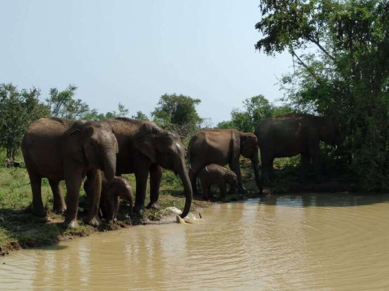 ella-transfer-to-mirissa-galle-hikkaduwa-udawalawe-safari