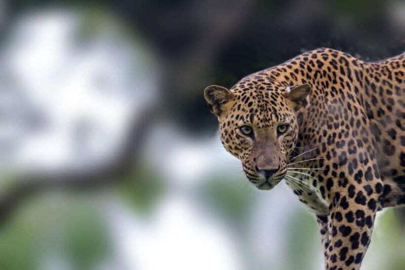 ella-transfer-to-mirissa-galle-hikkaduwa-yala-safari-tour-2
