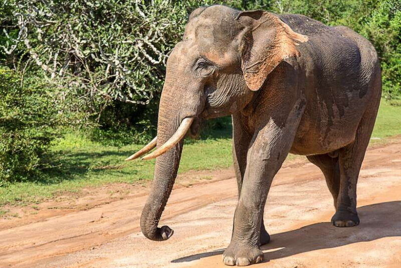 ella-transfer-to-mirissa-galle-hikkaduwa-yala-safari-tour-2