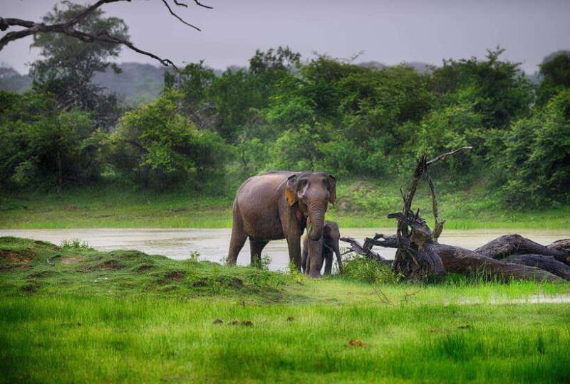 ella-transfer-to-mirissa-galle-hikkaduwa-yala-safari-tour-2