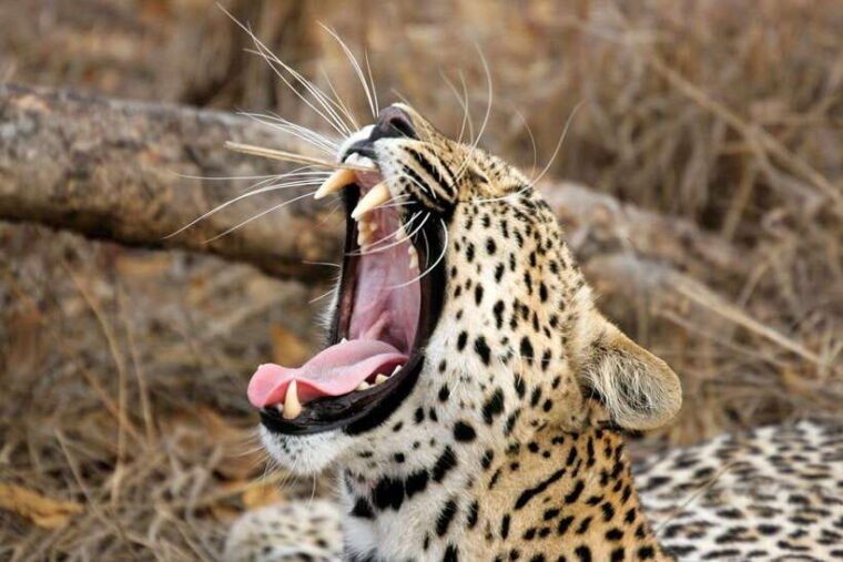 ella-transfer-to-mirissa-galle-hikkaduwa-yala-safari-tour-2