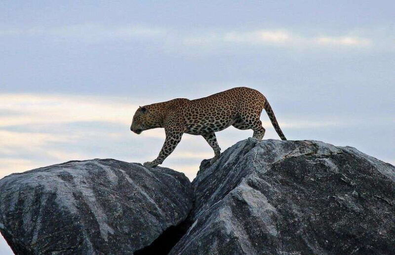 ella-transfer-to-mirissa-galle-hikkaduwa-yala-safari-tour