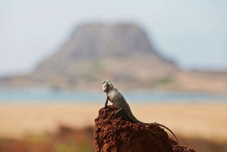 ella-transfer-to-mirissa-galle-hikkaduwa-yala-safari-tour