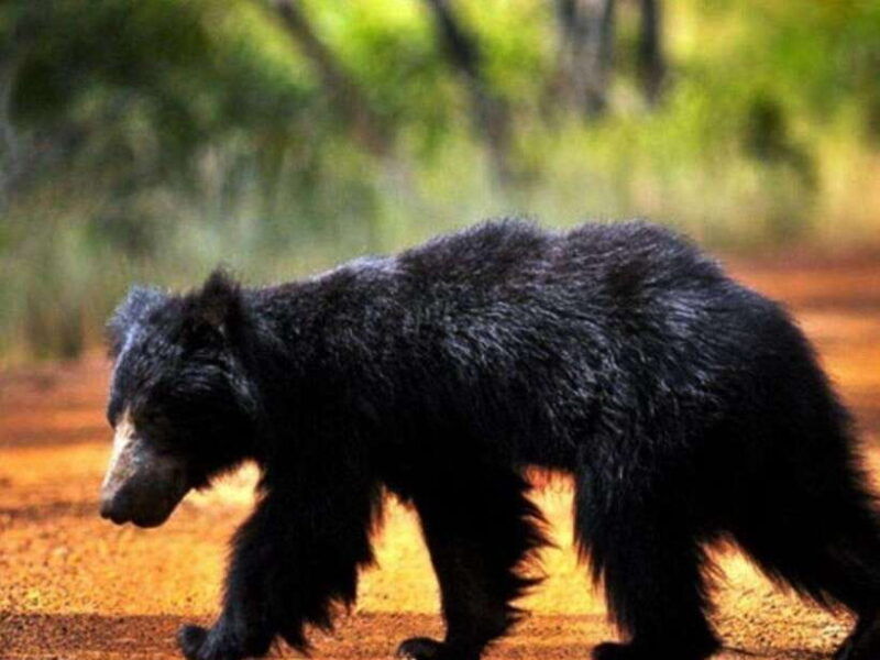 ella-udawalawe-yala-national-parks-2-day-tour-transfers