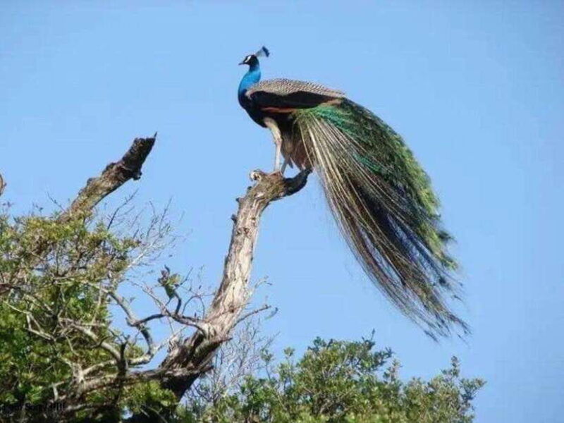 ella-udawalawe-yala-national-parks-2-day-tour-transfers