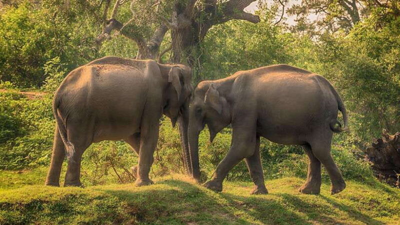 ella-udawalawe-yala-national-parks-2-day-tour-transfers