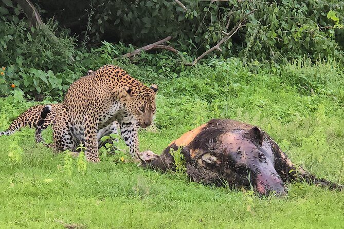 Ella, Yala & Mirissa: Nature and Adventure Escape All Inclusive - Ella, Yala & Mirissa: Nature and Adventure Escape All Inclusive — A Complete Review