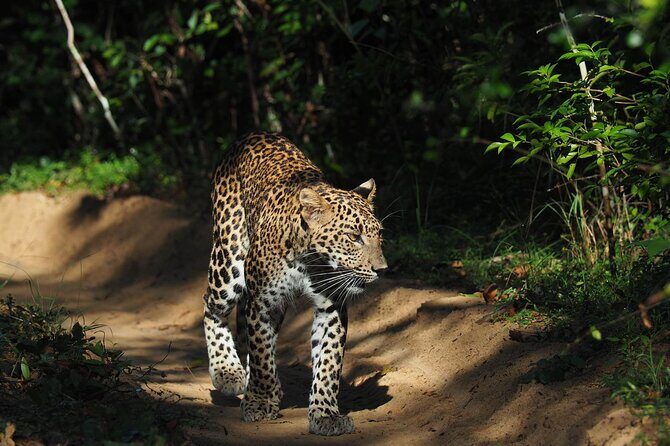 Ella, Yala & Mirissa: Nature and Adventure Escape All Inclusive - Who Will Love This Tour?