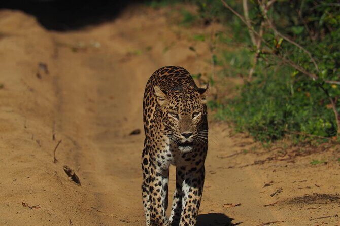 Ella, Yala & Mirissa: Nature and Adventure Escape All Inclusive - Final Thoughts: Is It Worth It?