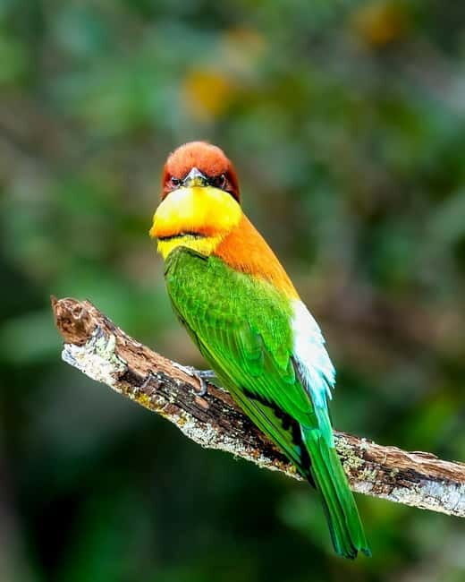 Ella : Yala Safari Drop : Arugambay / Arugam bay / Pottuvil - FAQ