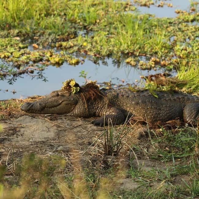 Ella: Yala Safari with Drop at Tangalle/ Hiriketiya/ Mirissa - A Closer Look at the Experience