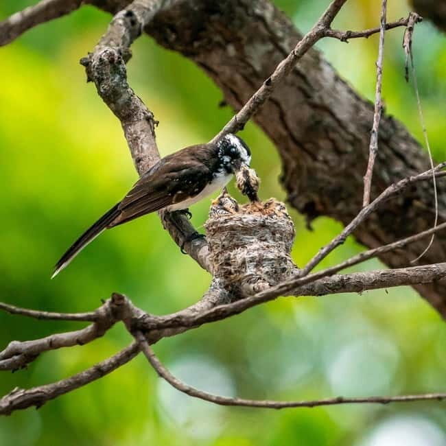 Ella: Yala Safari with Drop at Tangalle/ Hiriketiya/ Mirissa - FAQs