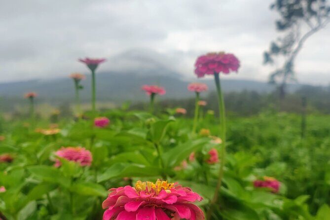 Ellia's Garden: Pick Your Own & Farm Family Fun - Final Thoughts