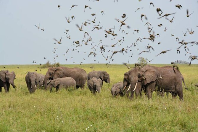 Set out on a 5-day camping safari adventure. - The Experience: A Detailed Look at the 5-Day Safari