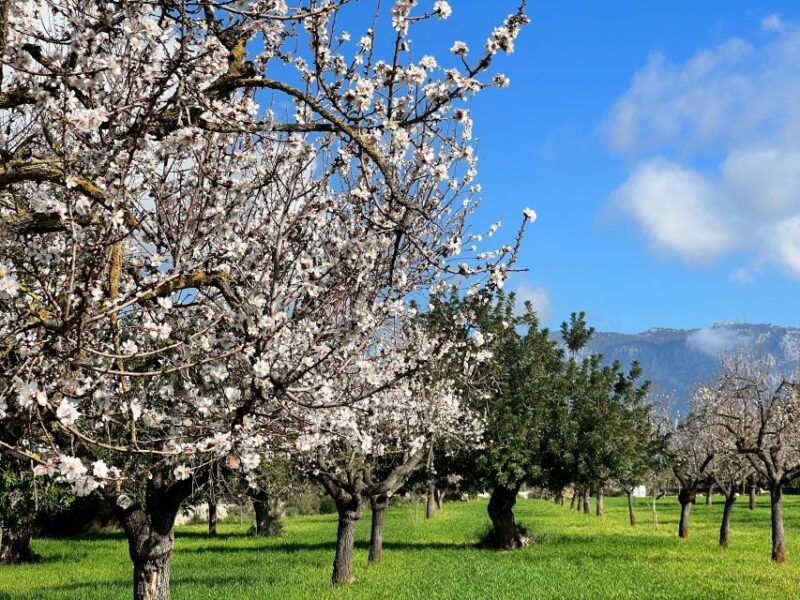embrace-the-enchantment-of-mallorcas-almond-blossom-season